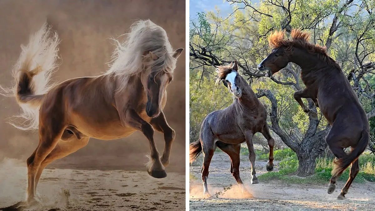 This Page Shared 40 Captivating Horse Photos That Highlight Their Beauty And Strength