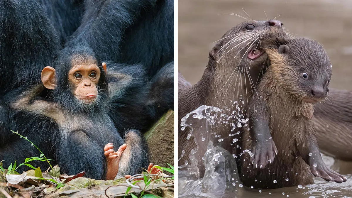 35 De las imágenes más divertidas que participaron en Comedy Wildlife en los últimos 10 años