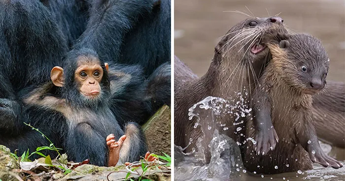 35 De las imágenes más divertidas que participaron en Comedy Wildlife en los últimos 10 años