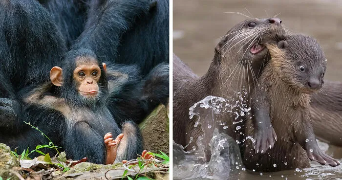 35 De las imágenes más divertidas que participaron en Comedy Wildlife en los últimos 10 años