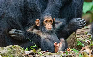 35 De las imágenes más divertidas que participaron en Comedy Wildlife en los últimos 10 años
