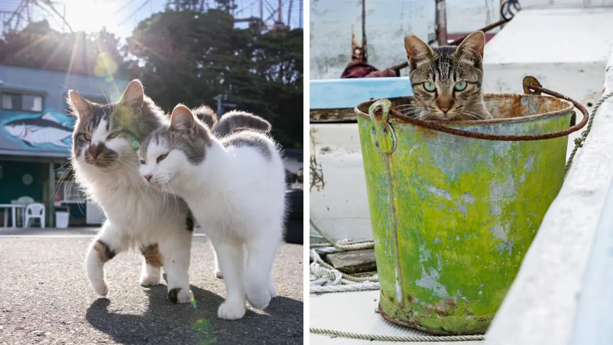 From Playful Fights To Peaceful Naps: 37 New Street Cat Photos By Masayuki Oki