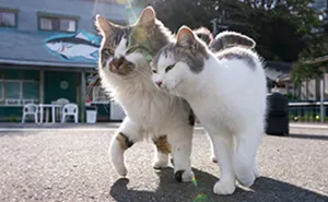 From Playful Fights To Peaceful Naps: 37 New Street Cat Photos By Masayuki Oki
