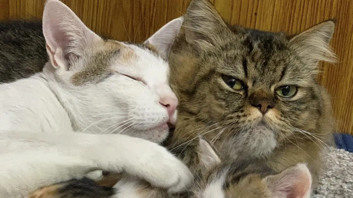 80 Hilarious And Unsettling Times People Interrupted Cats’ Important Meetings (New Pics)