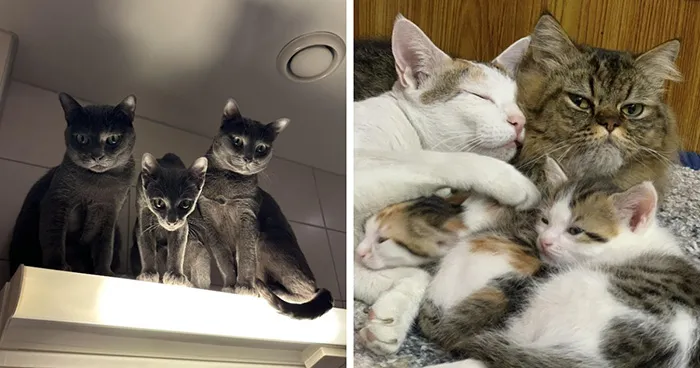 80 Hilarious And Unsettling Times People Interrupted Cats’ Important Meetings (New Pics)