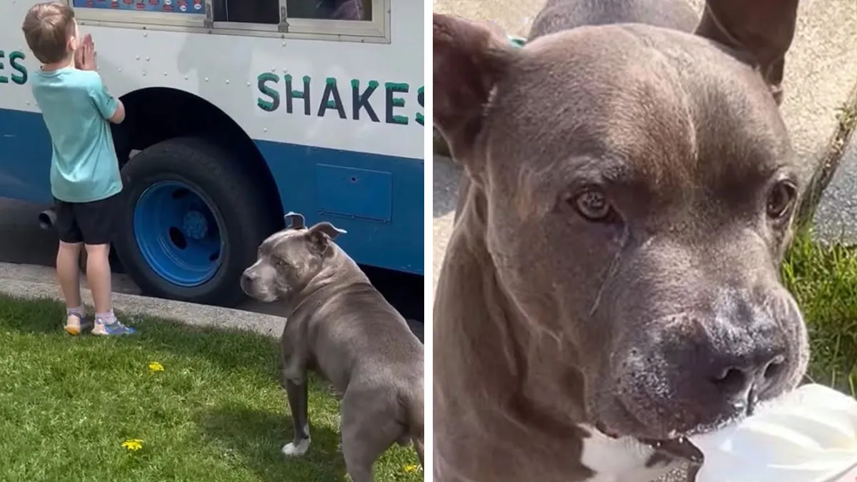 25 Incredible Stories Shared By ‘We Rate Dogs’ That Might Make You Laugh And Cry (New Pics)
