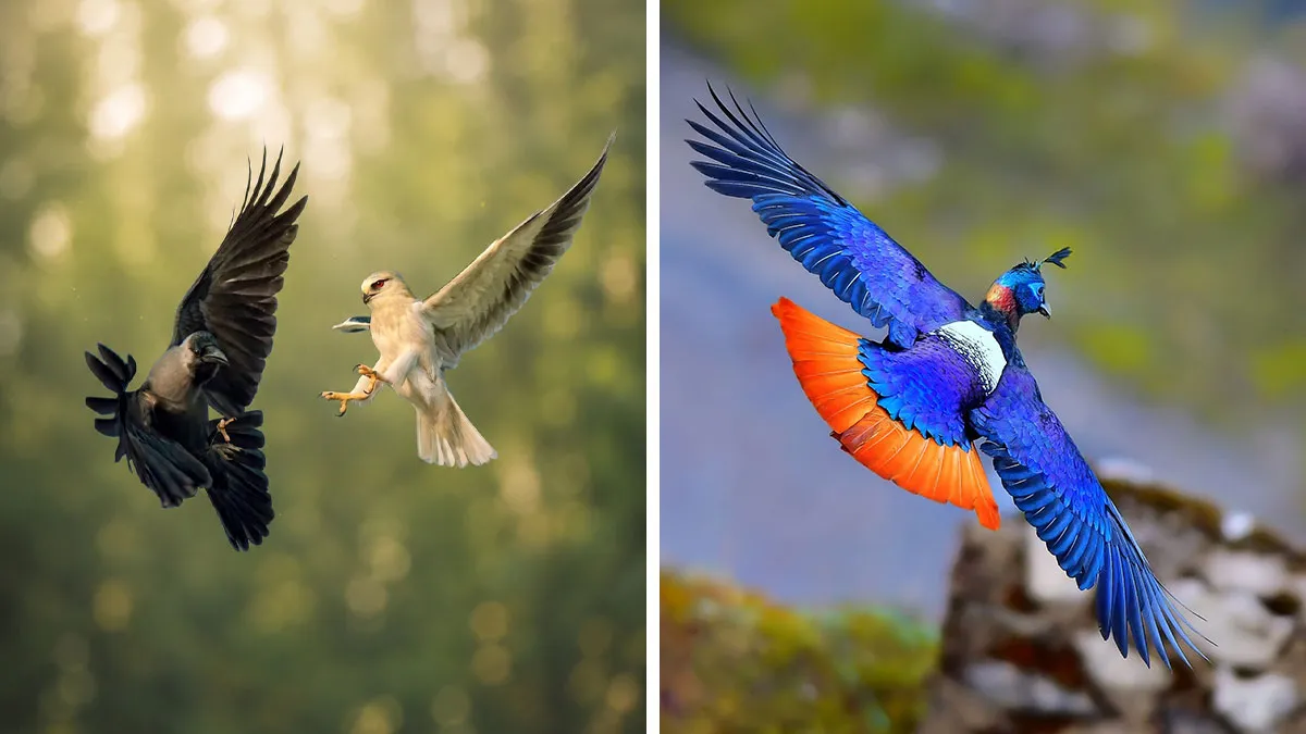 52 Bird Photos By Kallol Mukherjee That Capture Nature In Beautiful Detail