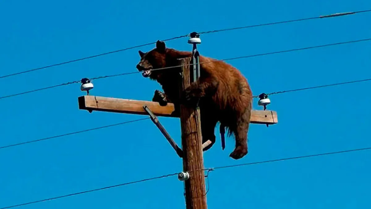 Tragic Update In Viral Story Of Bear Who Was Found Stuck Atop Telephone Pole