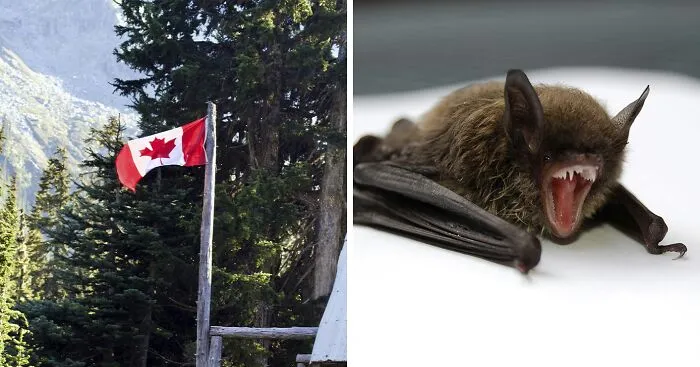 11-Year-Old Canadian Boy Tragically Loses His Life After Being Woken Up By A Bat On His Face