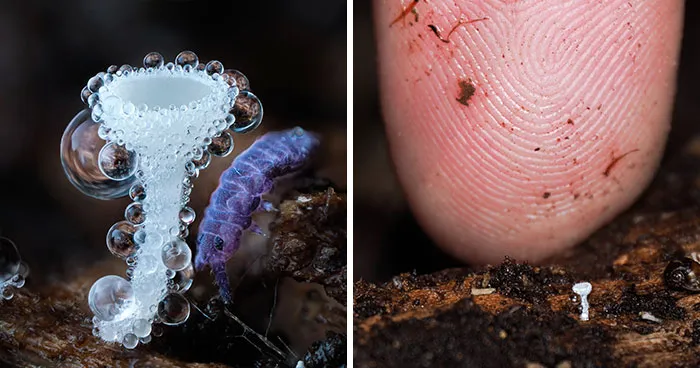 This Photographer Reveals A Magical World Hidden Beneath Our Feet Through Macro Photography (24 New Pics)