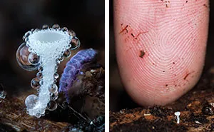This Photographer Reveals A Magical World Hidden Beneath Our Feet Through Macro Photography (24 New Pics)