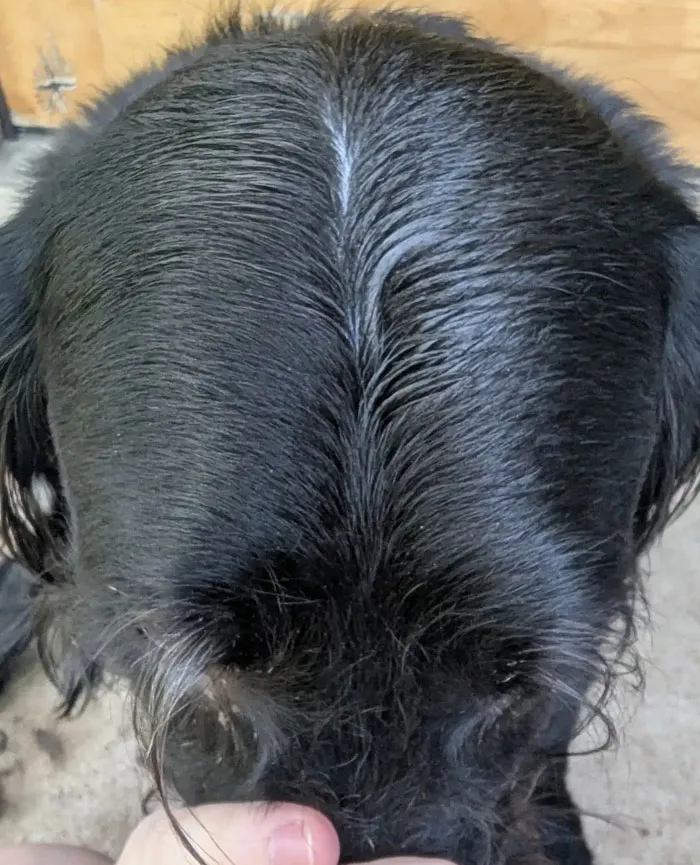 Have You Seen A Dog With A Middle Part?
