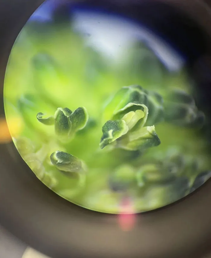 Broccoli Under A Microscope