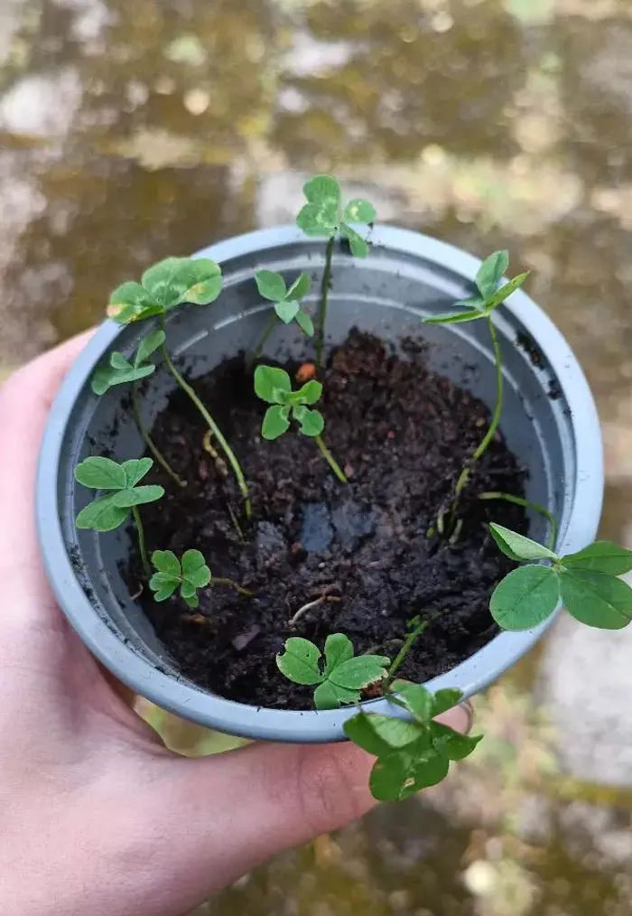 Behold, My Pot Of Luck