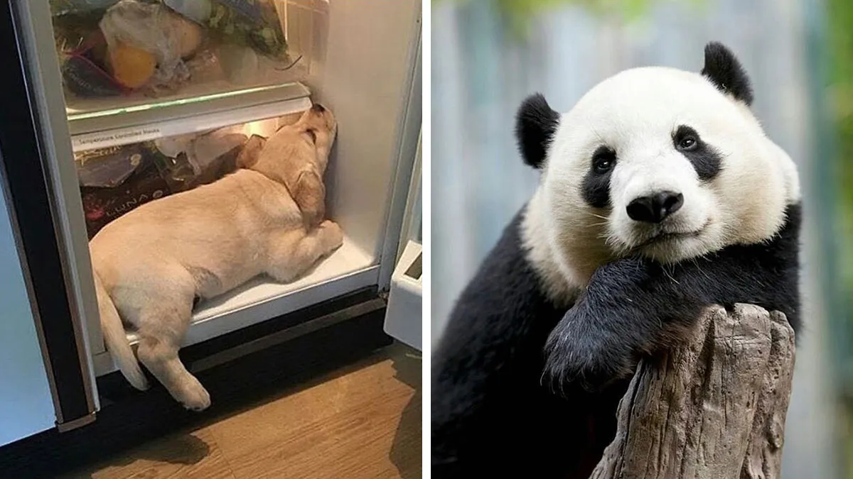 35 Fotos de animales para que tengas una sobredosis de ternura