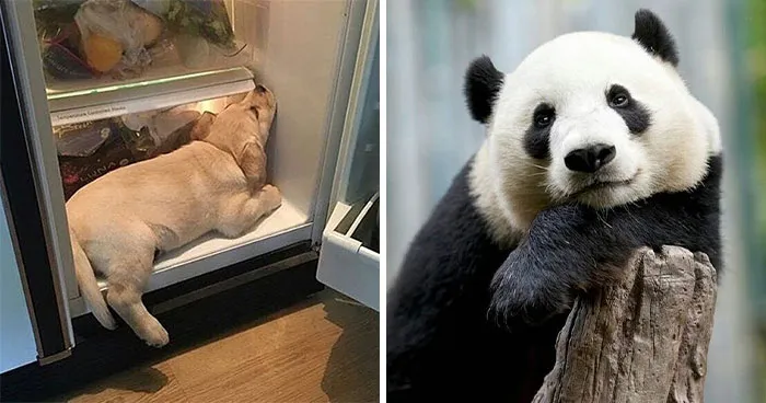 35 Fotos de animales para que tengas una sobredosis de ternura