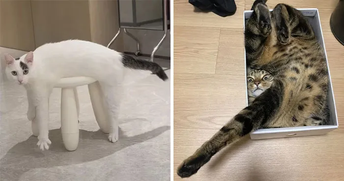 This Page Shared 37 Hilarious Cat Photos For Anyone Who Could Use A Little Pick-Me-Up