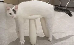 This Page Shared 37 Hilarious Cat Photos For Anyone Who Could Use A Little Pick-Me-Up