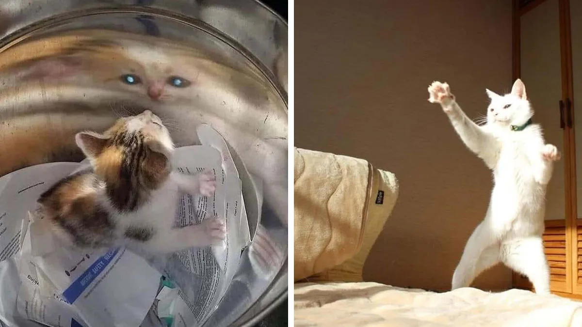 31 Funny Animal Encounters Shared By This Page That Would Sound Fake If Not Caught On Camera