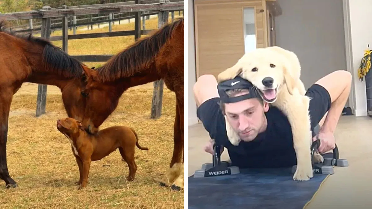 This Page Shared 27 Photos Of Dogs Who Made Their Owners Laugh Without Even Trying