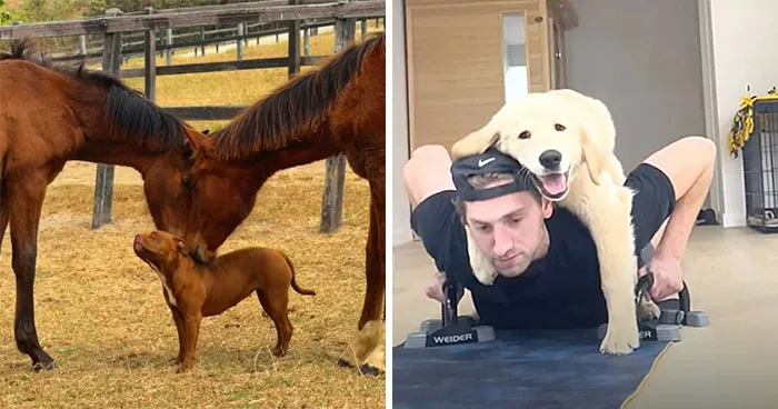 This Page Shared 27 Photos Of Dogs Who Made Their Owners Laugh Without Even Trying