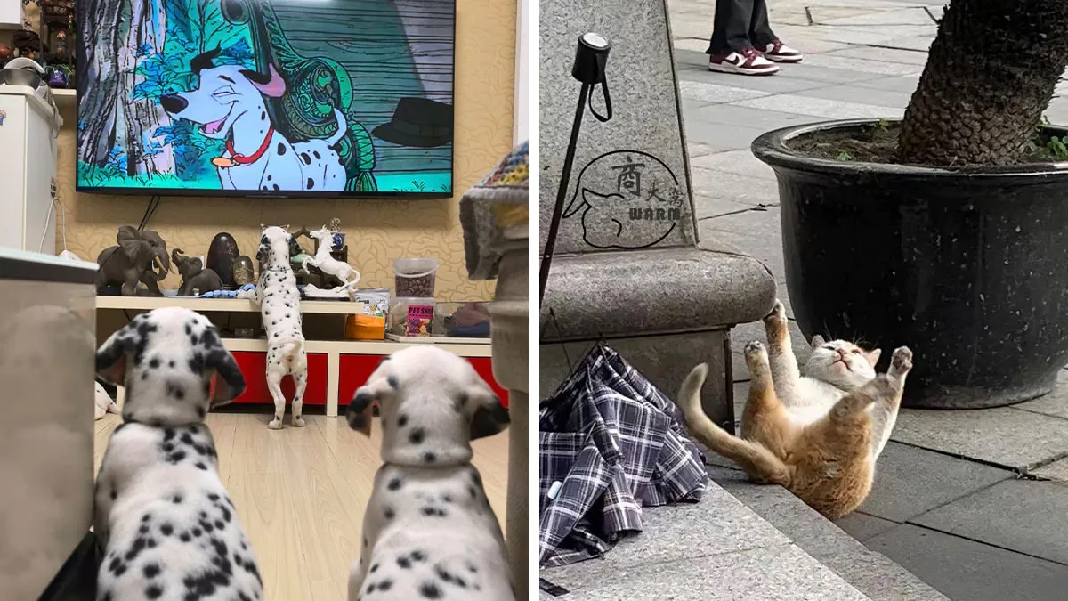 64 Wholesome Animal Photos Shared By This Page That Might Make You Smile Without Even Trying