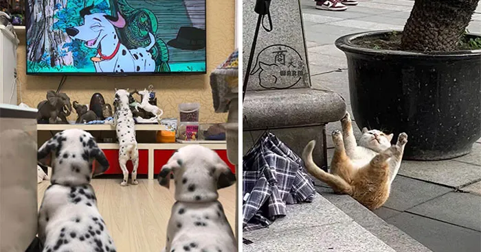 64 Wholesome Animal Photos Shared By This Page That Might Make You Smile Without Even Trying
