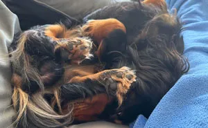 130 Pets That Clearly Didn't Pass Quality Control