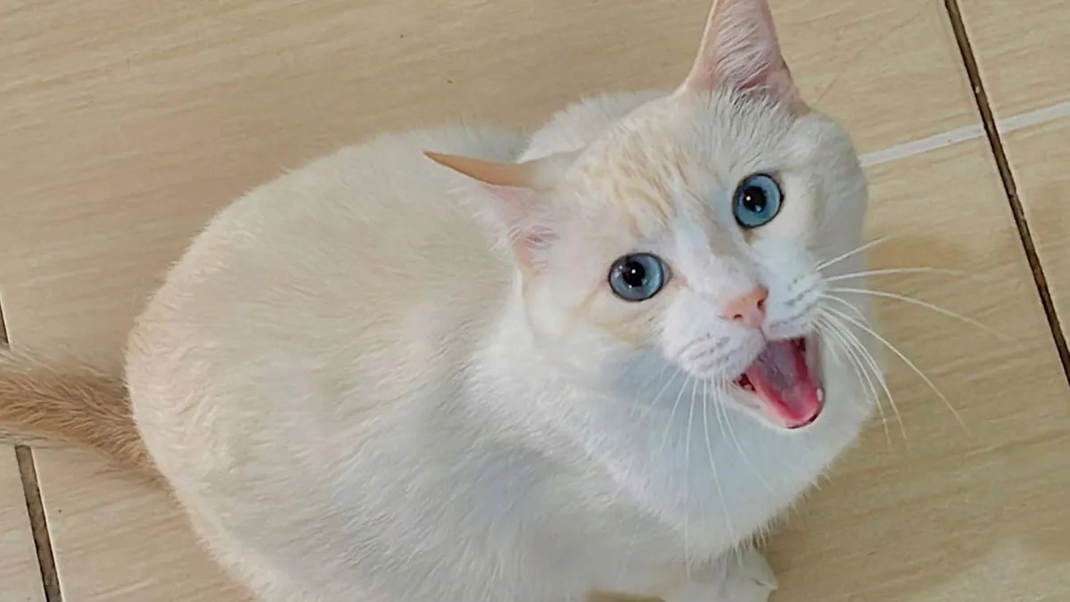 301 White Cats That Prove They Also Share One Brain Cell Among Them