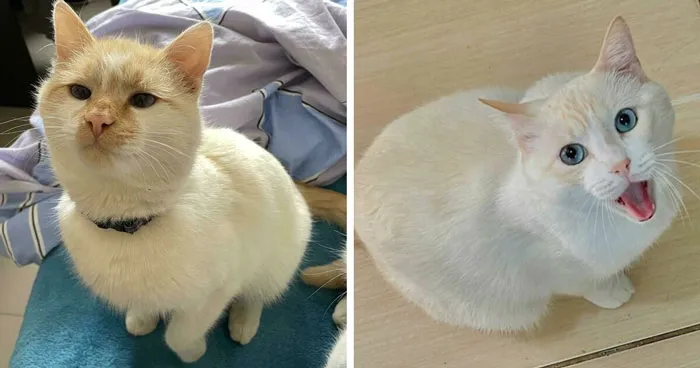 301 White Cats That Prove They Also Share One Brain Cell Among Them