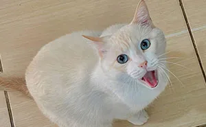 301 White Cats That Prove They Also Share One Brain Cell Among Them