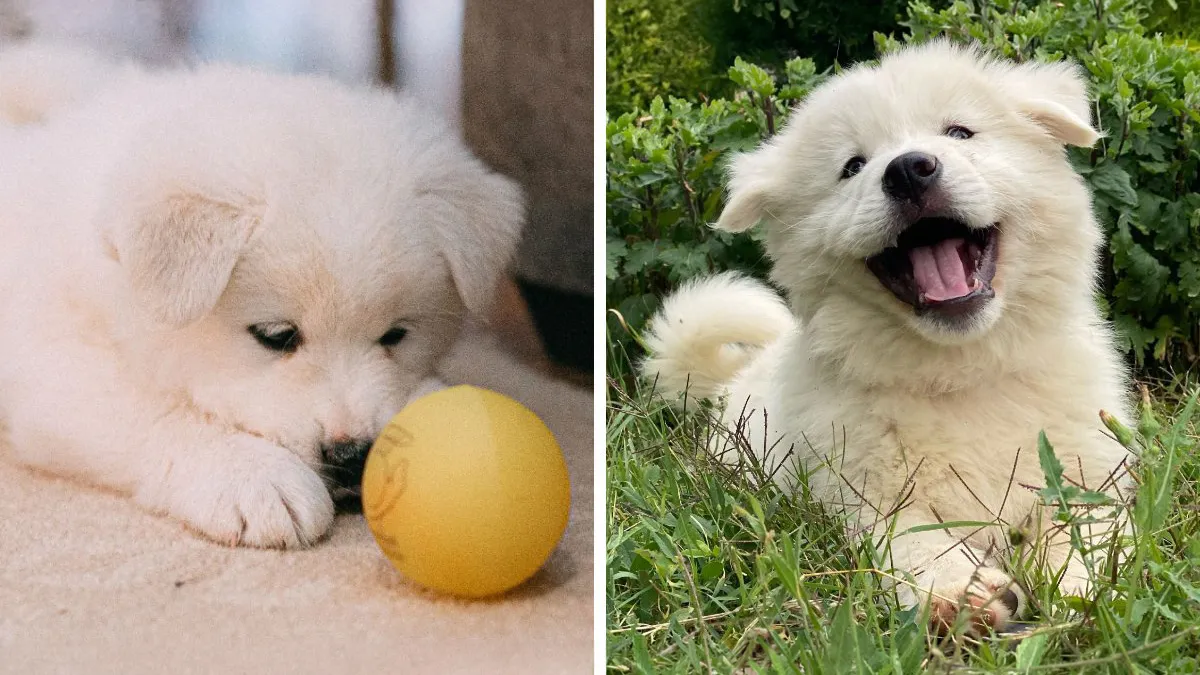 17 Dog Myths People Still Believe, Debunked By An Animal Behavior Expert