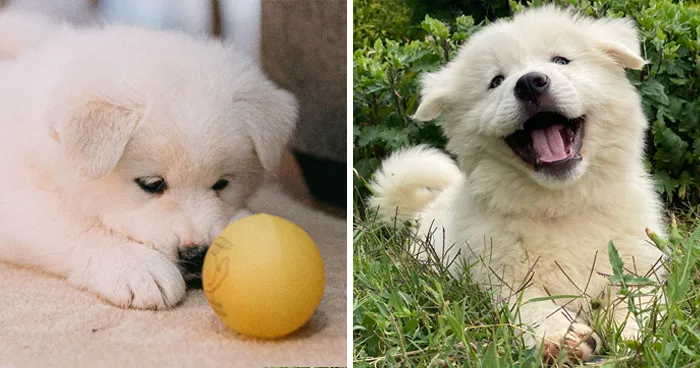 17 Dog Myths People Still Believe, Debunked By An Animal Behavior Expert