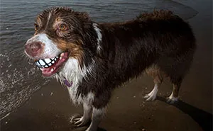 47 Perfectly Timed Candid Dog Photos By This Street Photographer