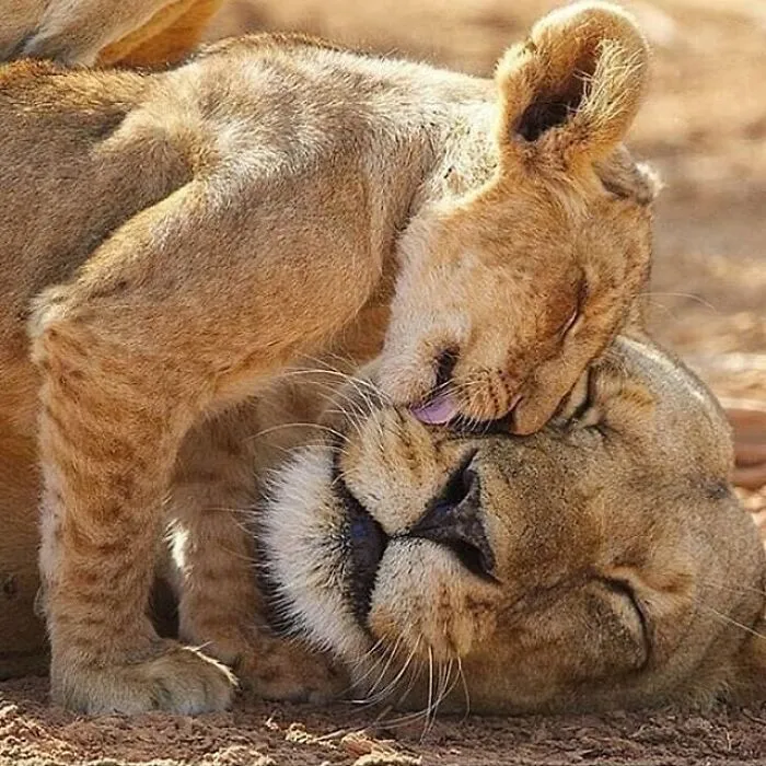 35 Fotos de animales para que tengas una sobredosis de ternura