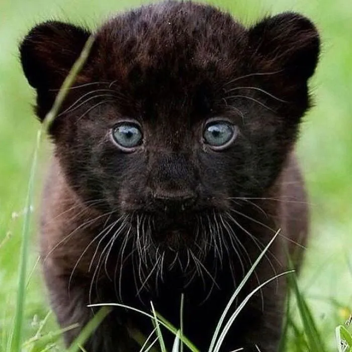35 Fotos de animales para que tengas una sobredosis de ternura