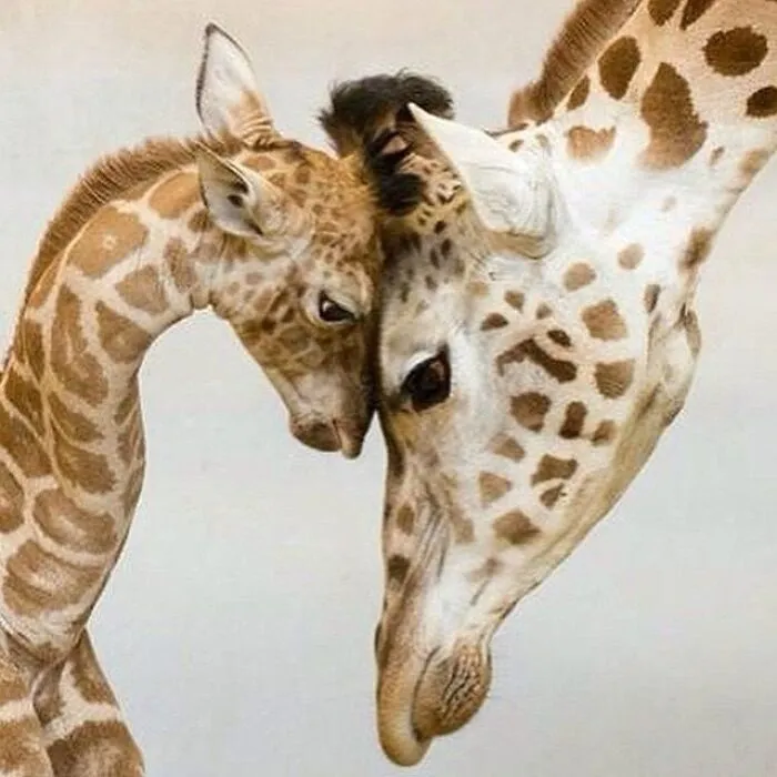 35 Fotos de animales para que tengas una sobredosis de ternura