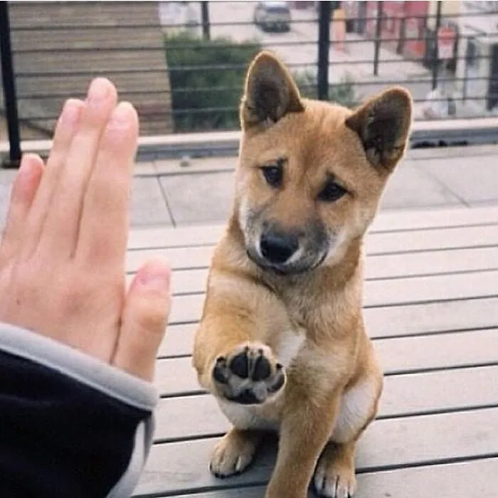 35 Fotos de animales para que tengas una sobredosis de ternura
