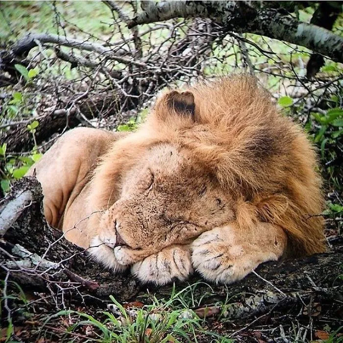 35 Fotos de animales para que tengas una sobredosis de ternura