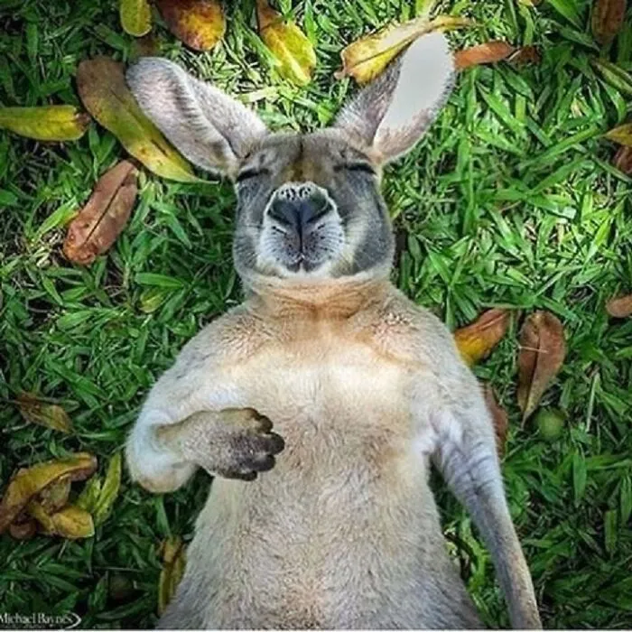 35 Fotos de animales para que tengas una sobredosis de ternura