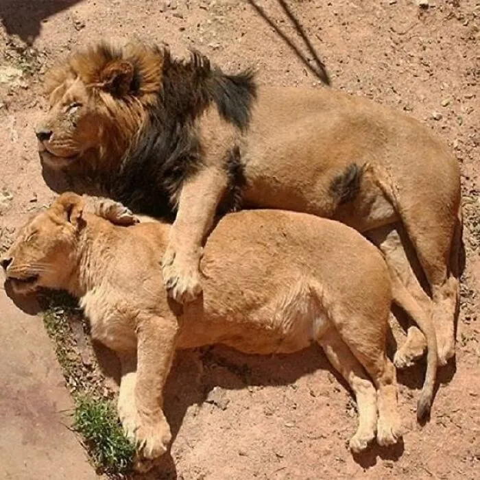 35 Fotos de animales para que tengas una sobredosis de ternura