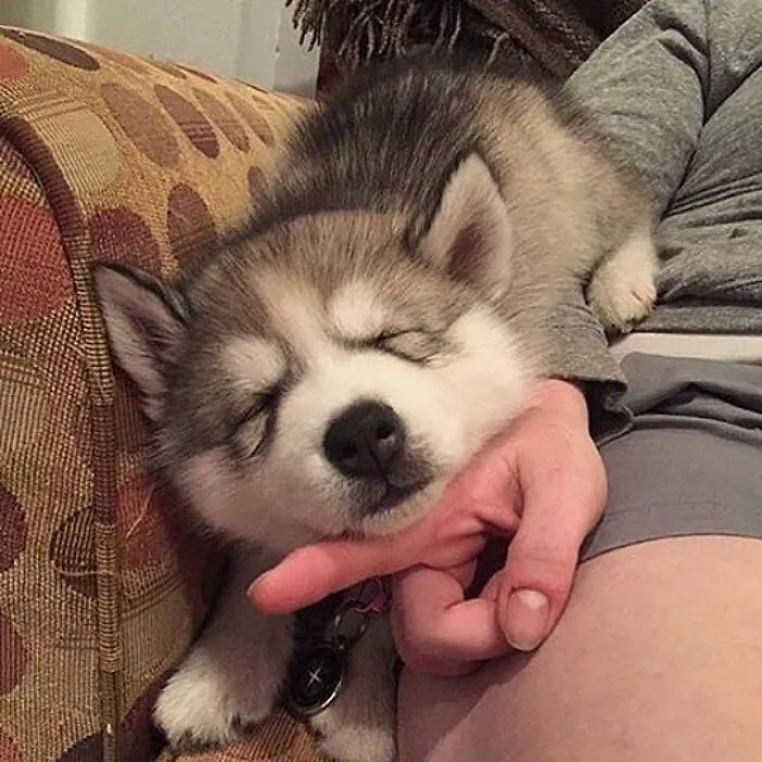 35 Fotos de animales para que tengas una sobredosis de ternura