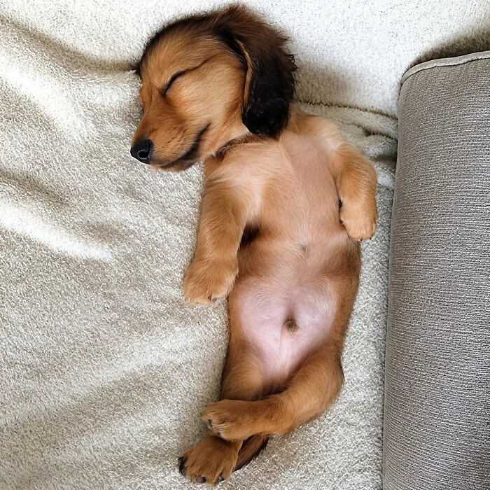 35 Fotos de animales para que tengas una sobredosis de ternura