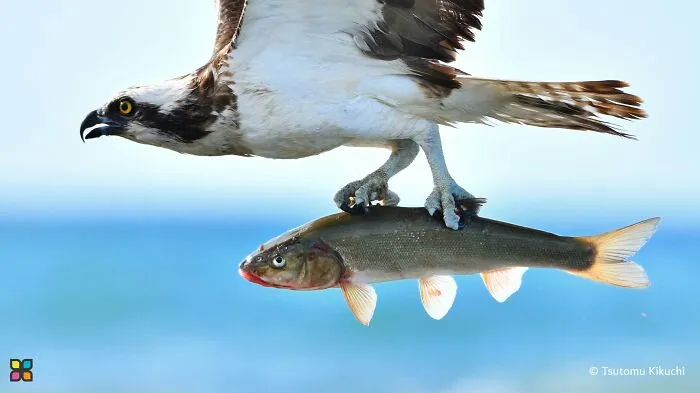 After A Fight With A Big Fish By Tsutomu Kikuchi