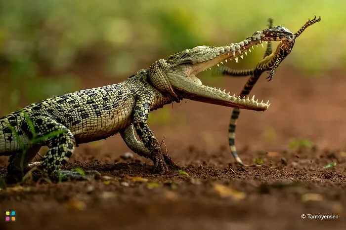 A crocodile with its mouth open, gripping a snake, in an intense award-worthy photo.