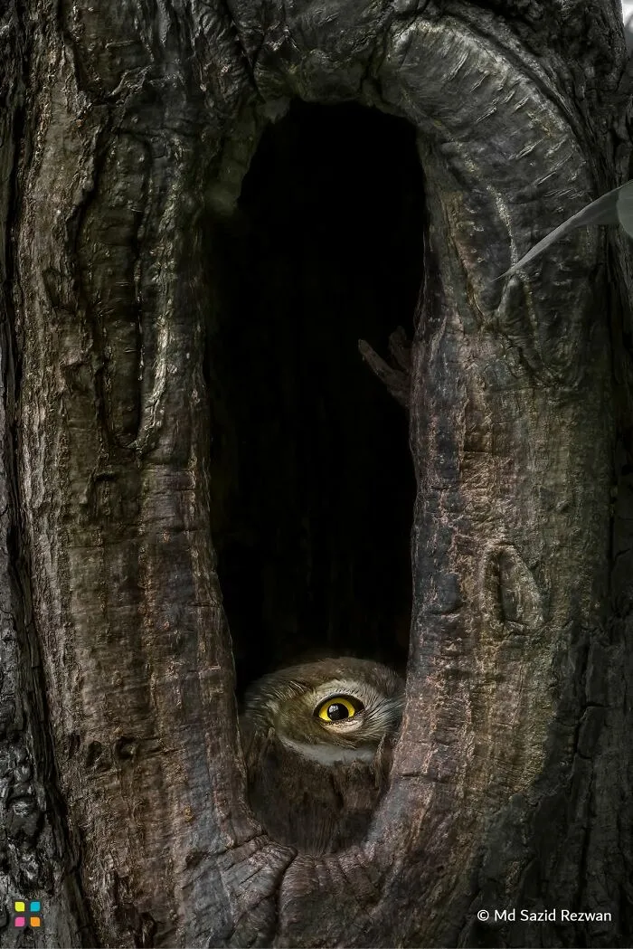 The Watcher By MD Sazid Rezwan