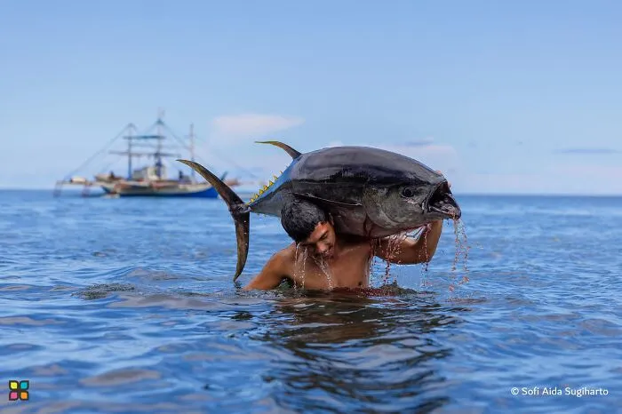 Award-worthy photos from HIPA: A man in the ocean carries a giant tuna on his shoulder, a captivating scene.