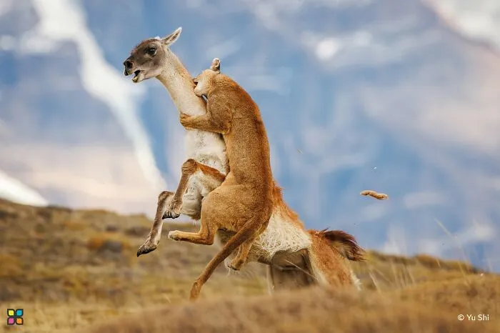 A powerful image of a puma attacking a guanaco, a moment from award-worthy photos from HIPA.