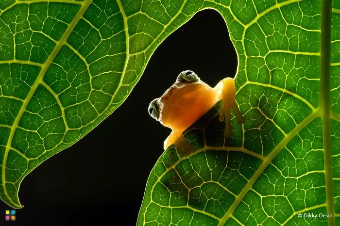 Among The Leaves By Dikky Oesin