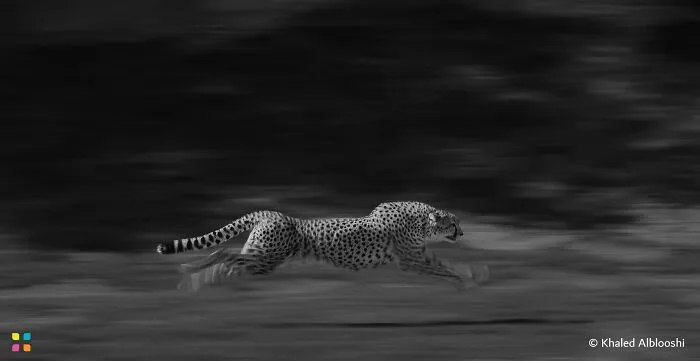 Cheetah In Motion By Khaled Alblooshi